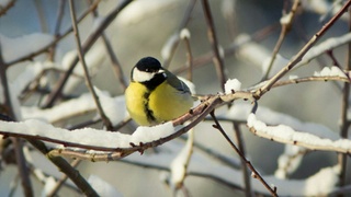 Синица сидит на ветке / Фото: unsplash.com