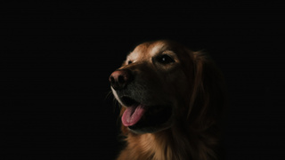 Собака / pxhere.com/ru/photo/126385