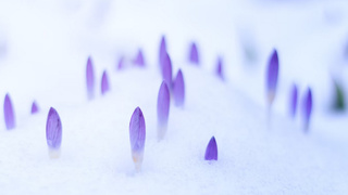 Первые цветы / Фото: unsplash.com