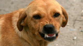 Злая собака / Фото: pxhere.com   