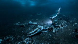 Лучший подводный фотограф года / Фото: underwaterphotographeroftheyear.com