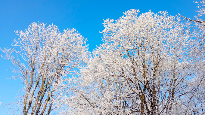 Заснеженные деревья / Фото: pxhere.com
