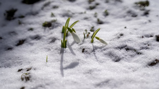 Первые цветы / Фото: unsplash.com