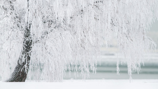 Дерево, покрытое инеем / Фото: pxhere.com