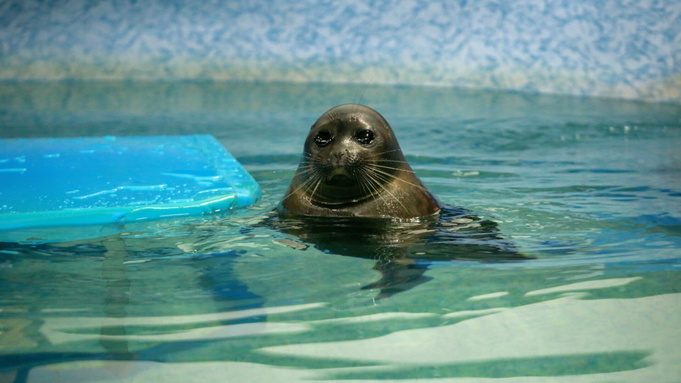 Нерпа / Фото: amic.ru / Екатерина Смолихина