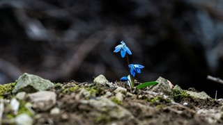 Одинокий цветок в горах / Фото: pixabay.com