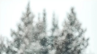 Снег на фоне елей / Фото: unsplash.com