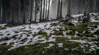 Березовый лес / Фото: unsplash.com