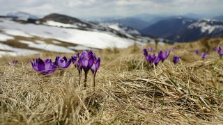 Ранняя весна. Фото: unsplash.com / Go to Biegun Wschodni's profile
Biegun Wschodni