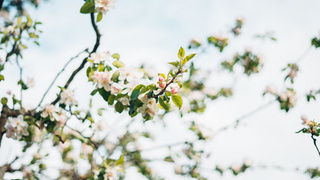 Весна / Фото: unsplash.com        