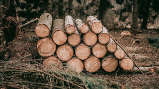 Свежие бревна / Фото: unsplash.com