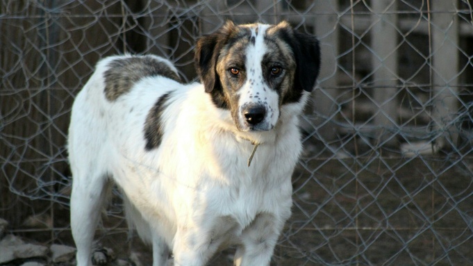 Собака / Источник фото: unsplash.com