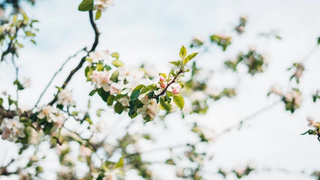 Весна / Фото: unsplash.com          