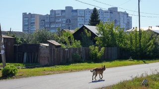 Собака на улице Барнаула / Фото: amic.ru