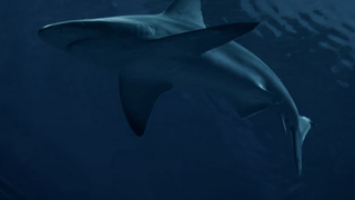 Акула под водой / Фото: unsplash.com