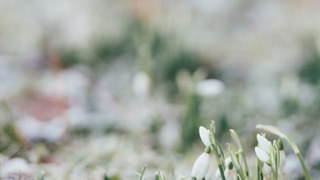 Первые весенние цветы / Фото: unsplash.com