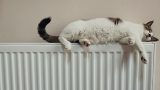 Кот греется на теплой батарее / Фото: unsplash.com