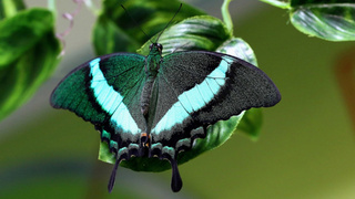 Бабочка / Фото предоставлено организатором выставки