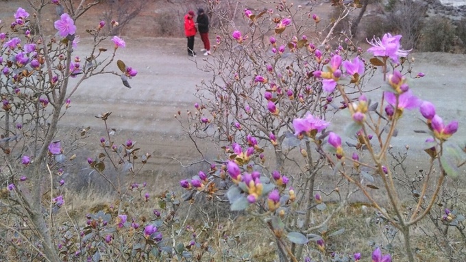 Маральник на Алтае в апреле / Фото: Виктория Гальцева