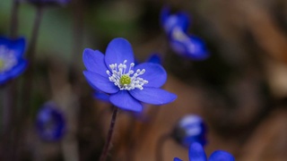 Красивый весенний цветок / Фото: pixabay.com