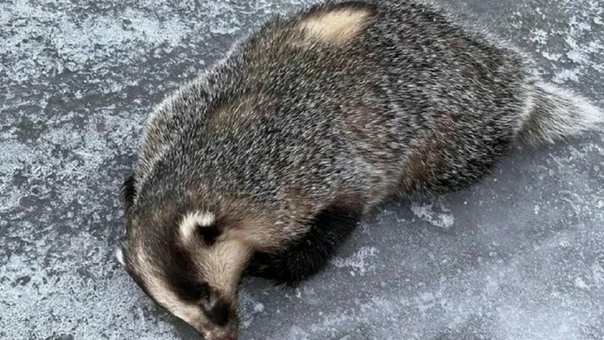 Агрессивный барсук / Фото: "КП-Новосибирск" со ссылкой на ветслужбу Тогучинского района