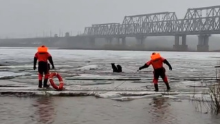 Собаки на льдине / Кадр из видео  