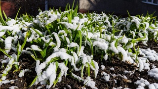 Теплая зима в Барнауле / Фото: Екатерина Смолихина / amic.ru