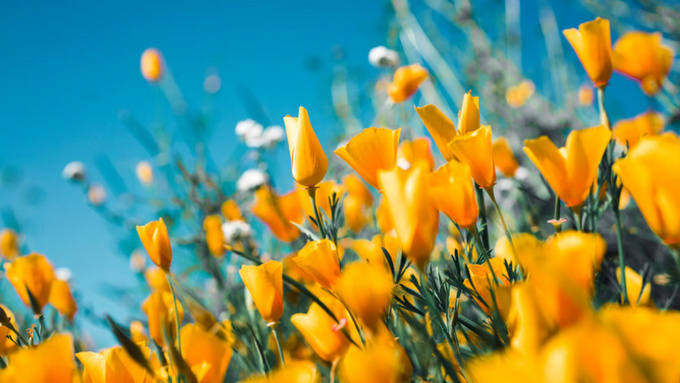 Весенние цветы / Фото: unsplash.com