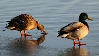 Утки на берегу / Фото: unsplash.com