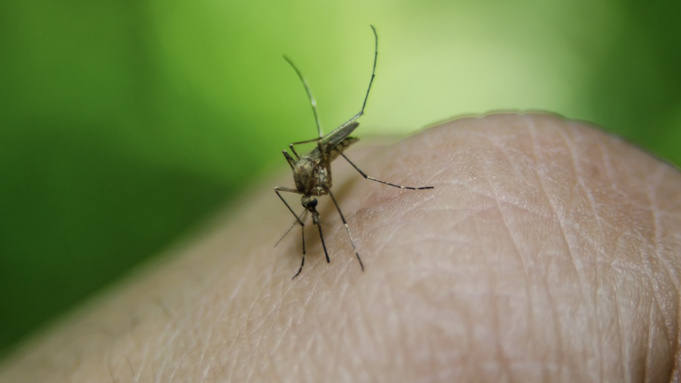 Комар на коже человека / Фото: pxhere.com