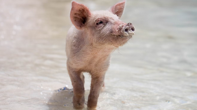 Поросенок / Фото: unsplash.com   