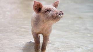 Поросенок / Фото: unsplash.com   