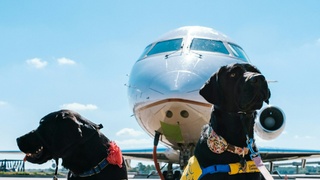 Собаки на фоне самолета / Фото: unsplash.com