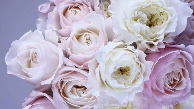 Красивые цветы / Фото: pixabay.com
