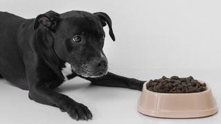 Собака. Питательный корм / Фото: freepik.com
