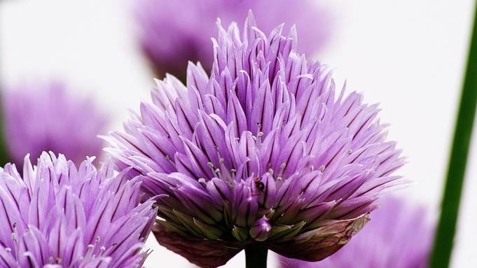 Красивый весенний цветок / Фото: pixabay.com