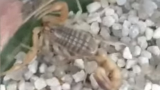 Кадр из видео / "Катунь 24"         