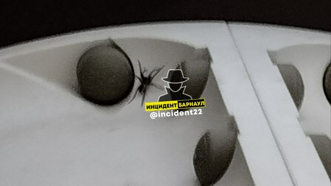 Паук на площадке / Фото: "Инцидент Барнаул"