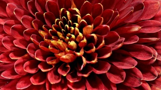 Прекрасный цветок / Фото: pixabay.com
