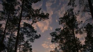 Вечер в лесу / Фото: unsplash.com