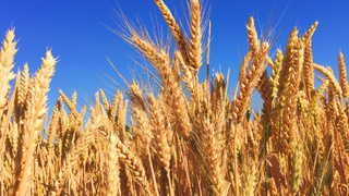 Пшеница / Фото: pxhere.com/ru/photo/13555