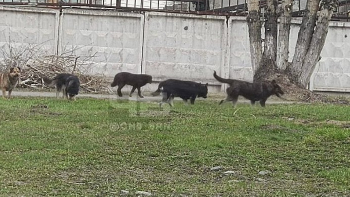 Дворняги на Бриллиантовой / Фото: "Черное и Белое Барнаул"