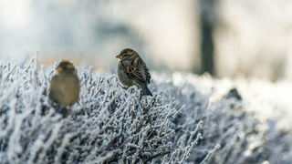 Птицы на морозе / Фото: Genessa Panainte/unsplash.com