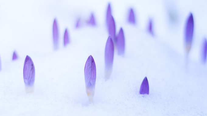 Весенние цветы в снегу / Фото: unsplash.com