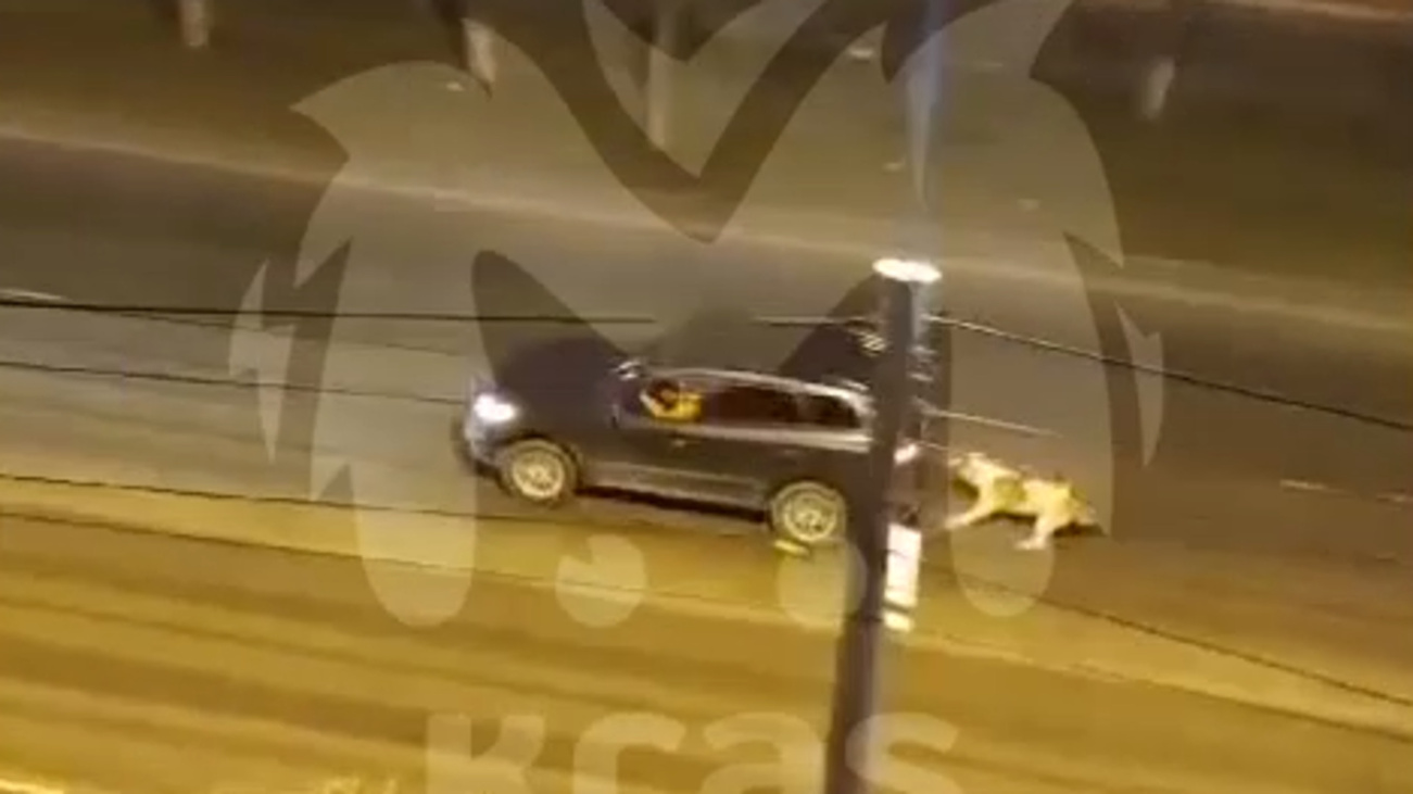 Алабай бежит за машиной / Кадр из видео Kras Mash