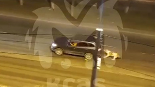 Алабай бежит за машиной / Кадр из видео Kras Mash