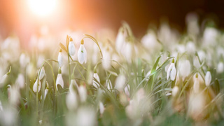 Фото: unsplash.com / Весенние цветы