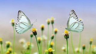 Две бабочки-капустницы / Фото: pixabay.com