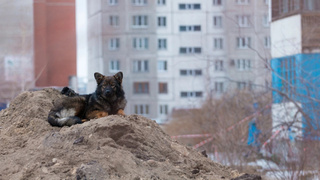 Бродячий пес, бездомные животные / Фото: amic.ru
