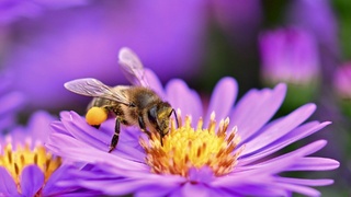 Пчела присела на цветочек / Фото: pixabay.com